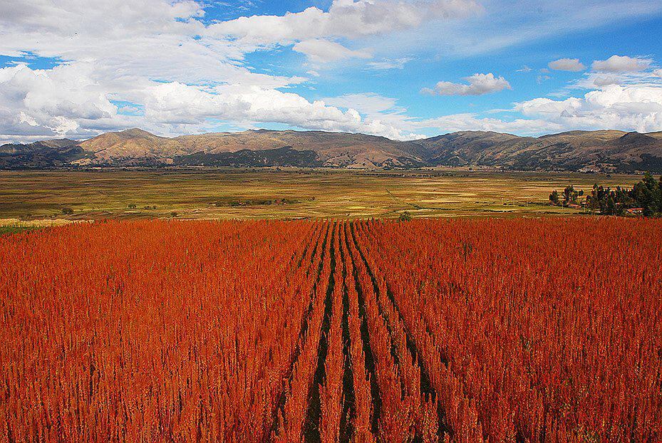 ​La región Puno tiene la mejor quinua del mundo