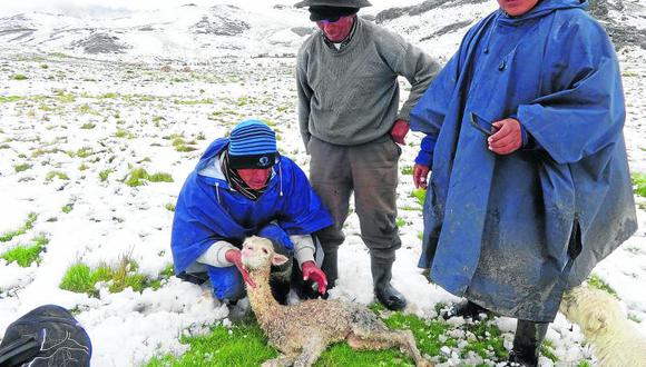 Friaje mató a más de 22 mil alpacas