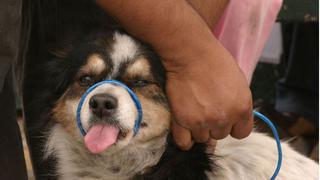 Más de 6,000 canes serán vacunados en campaña antirrábica Perú-Bolivia