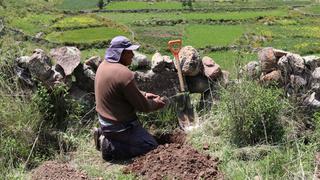 Arequipa: Serfor y Autocolca comienzan plantación de 30 mil árboles en el Colca