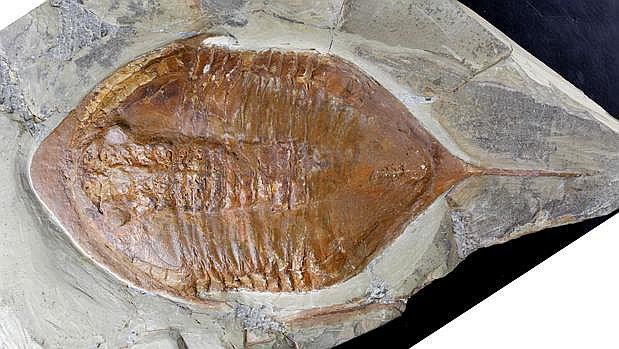 Hallan fósiles de trilobites con partes blandas y patas en Marruecos