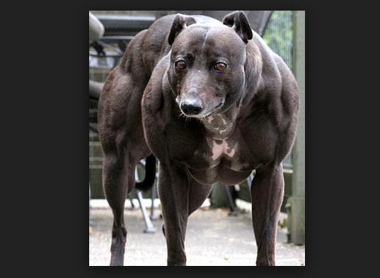 Crean 'perros súper musculosos' por medio de ingeniería genética