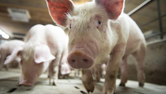 Este virus se transmite de cerdos a humanos y podría convertirse en una pandemia. | Foto: AFP