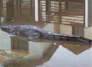 ​Cocodrilos se pasean por las calles de México (Fotos)