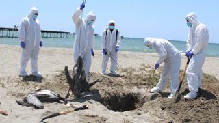 Chincha: Muerte de pelicanos no cesan en el borde costero de Tambo de Mora