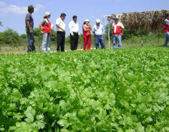 Cultivos alternativos como culantro y cebolla