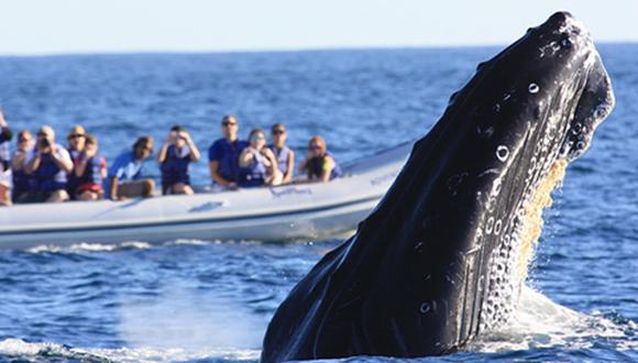 ​Uruguay busca ser destino turístico internacional de avistamiento de ballenas