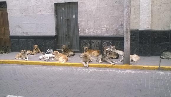 En lo que va del año registran ​31 casos de rabia canina en Arequipa