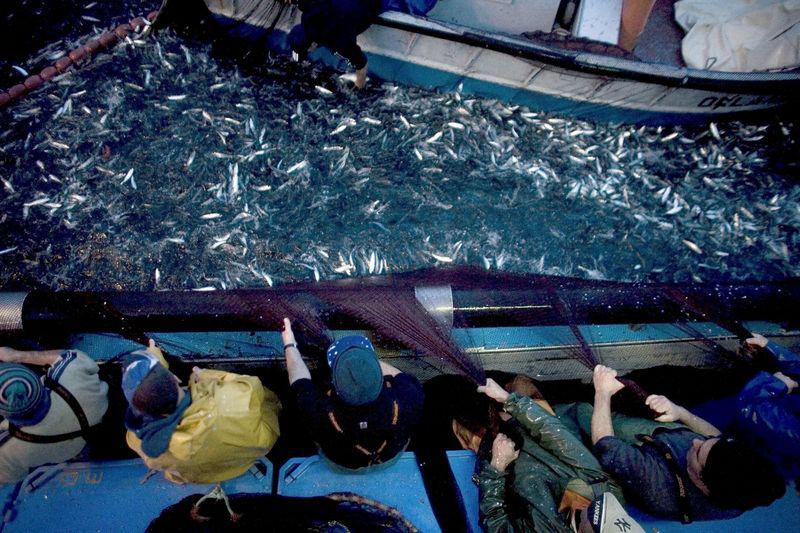 Sindicato de pescadores denuncian depredación del mar en Ilo