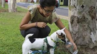 Esterilización de perros y gatos: conozca lo que dice el proyecto de ley