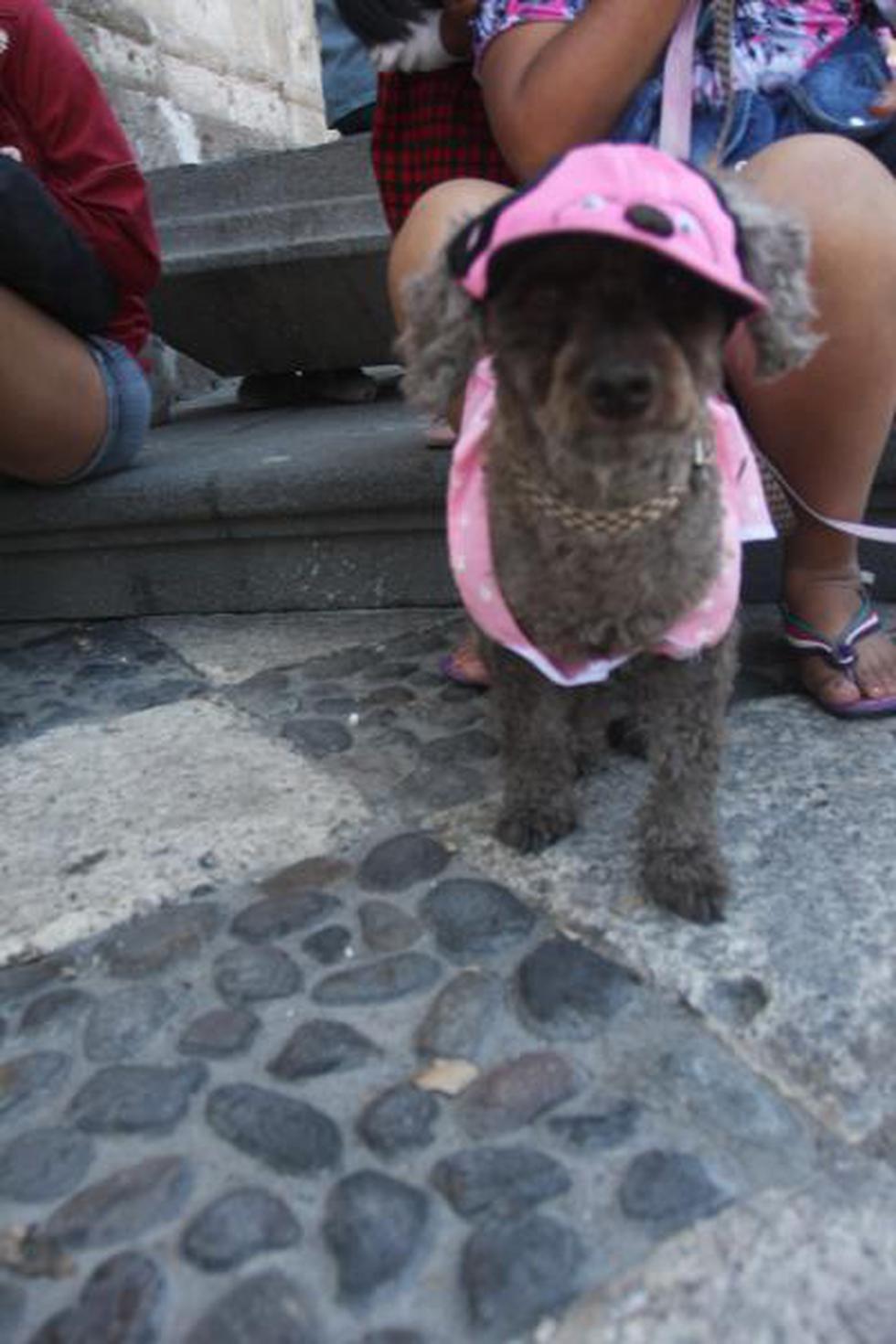 Dia de bendicion de mascotas