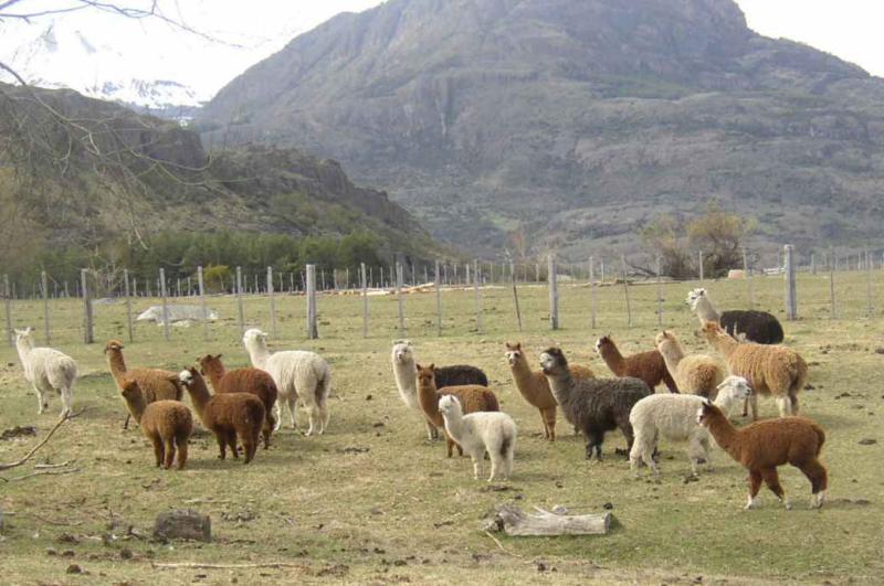 Criadores exportarán alpacas y llamas para mascotas