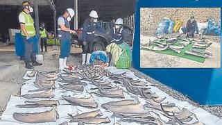 Lambayeque: Decomisan aletas de tiburón que iban como encomienda