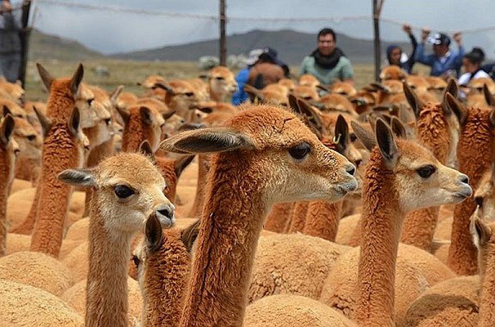 En Ayacucho celebran Día Nacional de la Vicuña con chaccu 