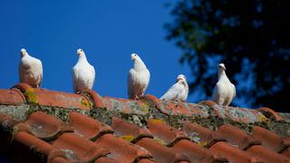 Trucos efectivos para espantar palomas del techo de tu casa