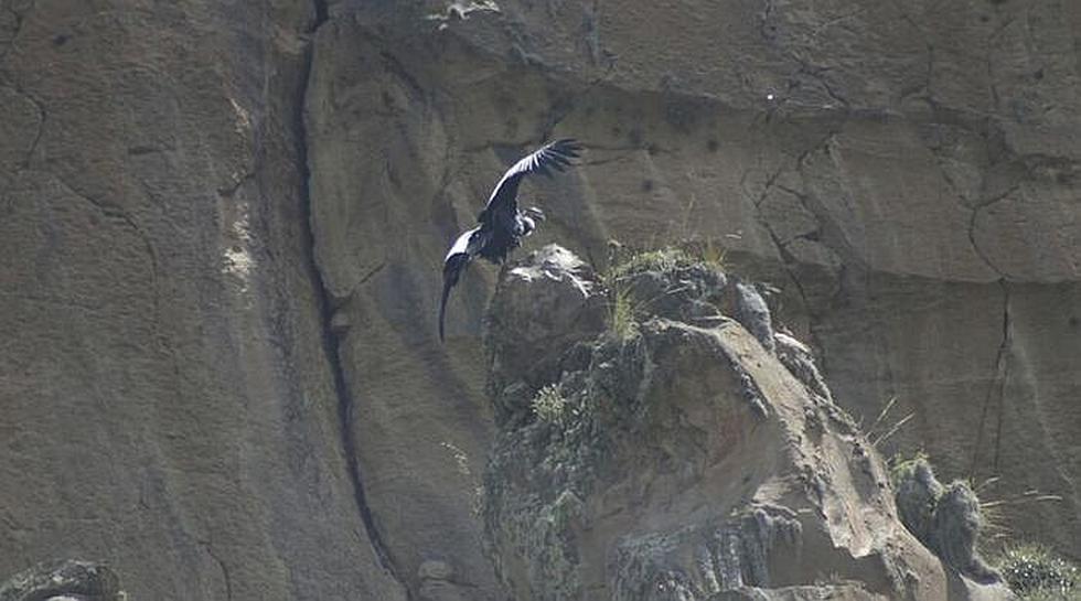 ​Cóndor choca con cable y queda herido en Cañón del Colca (VIDEO)