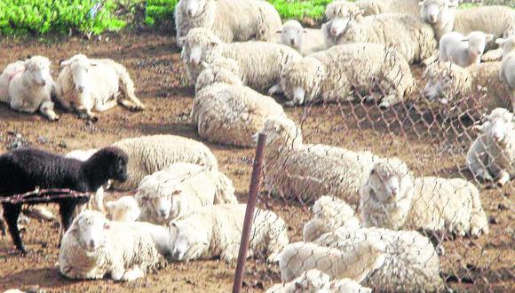 Abigeos  roban 100 ovinos en Pasco