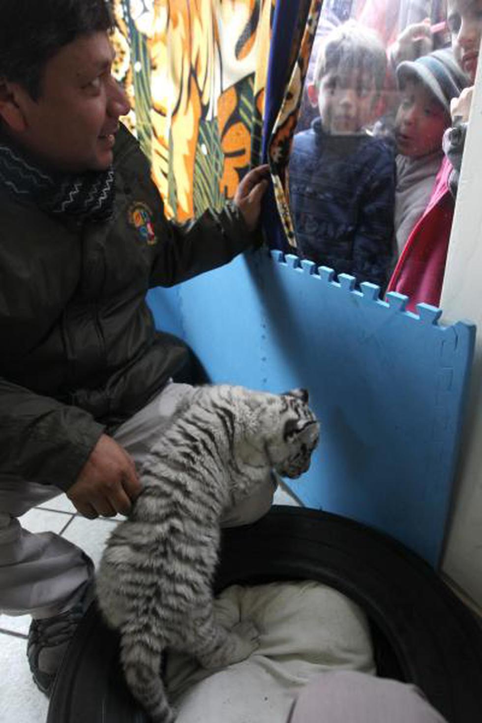 Mira las fotos del primer tigre de Bengala blanco nacido en el Perú