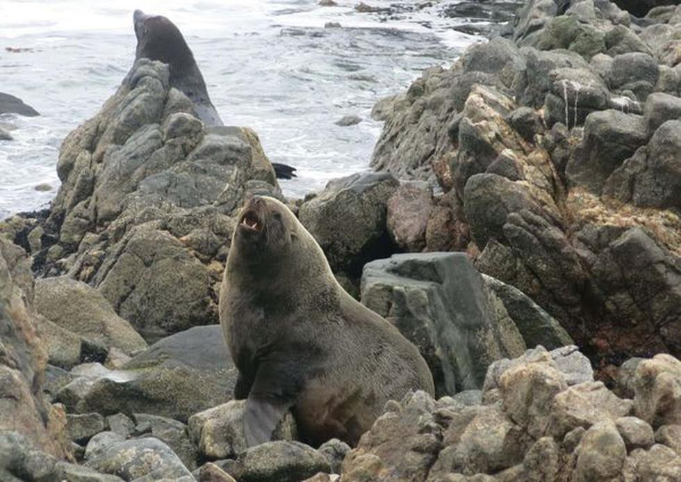 Especial: La riqueza de Punta de Coles