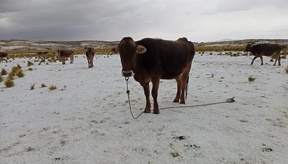 El ganado es el más perjudicado por la falta de alimentos. (Foto: Difusión)