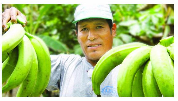 Tumbes: Producción de plátano disminuye en el 2017