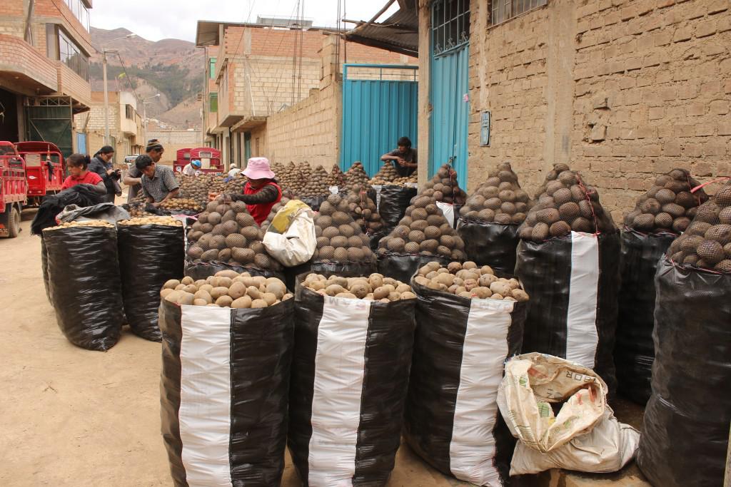 Después de 20 años sube el precio de la papa en Tarma
