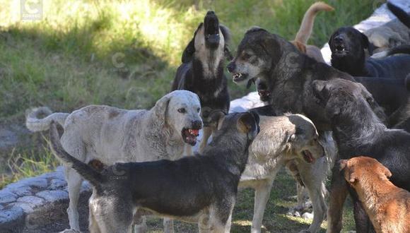 Arequipa: Gerencia Regional de Salud detecta segundo caso de rabia canina en Cerro Colorado