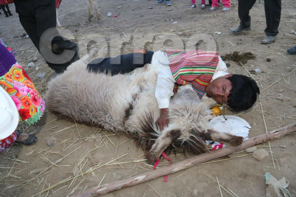Así celebran humanos y animales en fiesta de Santiago (FOTOS)