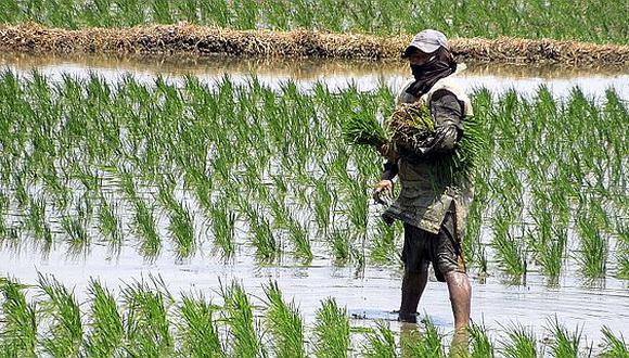 La Dirección de Agricultura advierte que La Niña afectaría la siembra de arroz