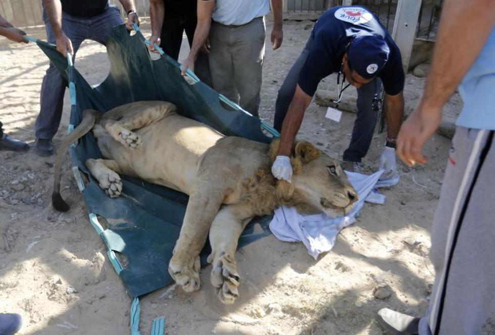 Gaza: Mudan a leones de zoológico tras daños por conflicto 
