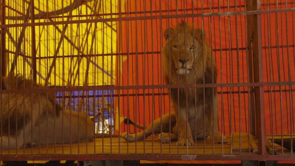 Defensores de animales rescatan 3 leones de los circos en Cusco