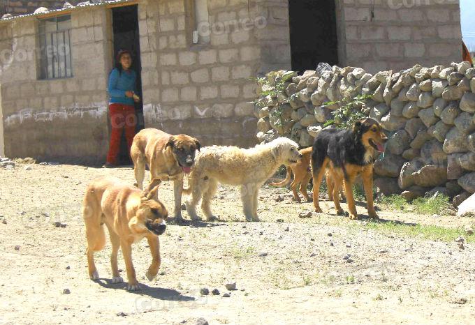 Alerta: Sepa cuáles son los síntomas de la rabia en perros