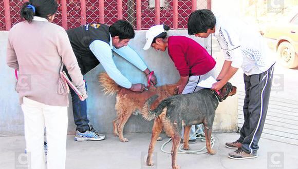 Arequipa: Incrementa riesgo de rabia canina en distrito de Mariano Melgar