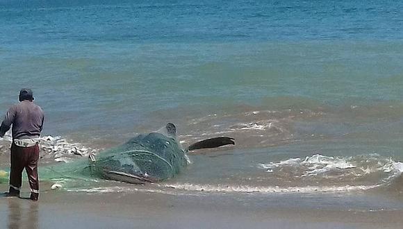 YouTube: Pescadores liberan de las redes a un tiburón ballena en la playa de Zorritos