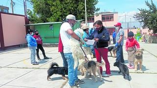 Ochenta mil canes en Huancayo, 55 mil identificados y el resto son vagabundos