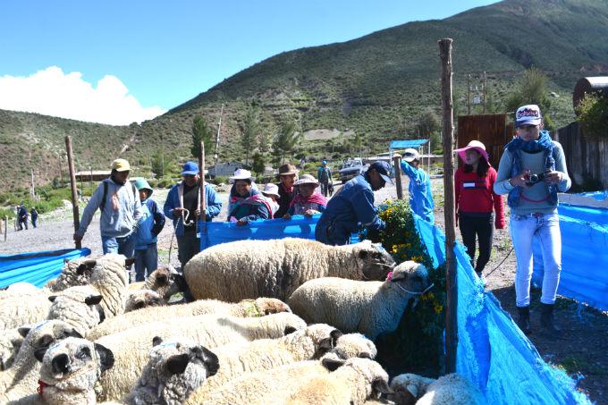 Feria Ganadera del Valle Colca mueve 96 mil soles