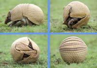 El armadillo será la mascota del Mundial 2014