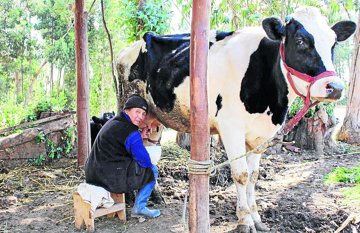 ​Huancayo: ofertan leche fresca a S/ 2.00 por litro y con verdaderos nutrientes