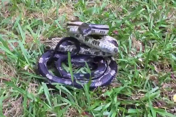 ​Youtube: Mujer toca la cola de una enorme serpiente y esto pasa