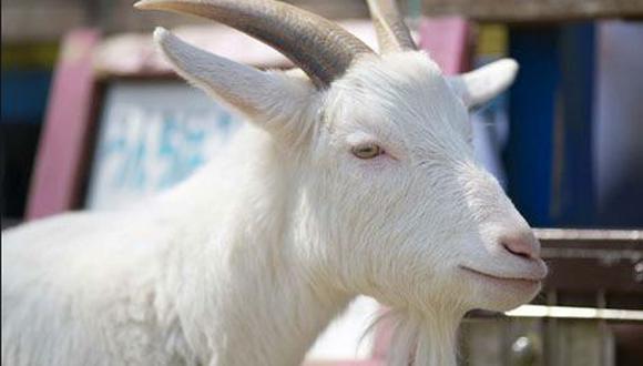 Brasil: Clonan cabra que produce leche especial para combatir enfermedad