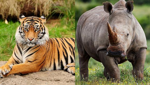 China legaliza el comercio de productos a base de tigre o rinoceronte 