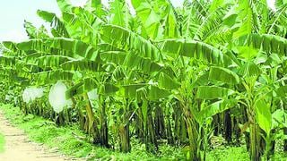 Hongo ataca plantas de banano en Sullana