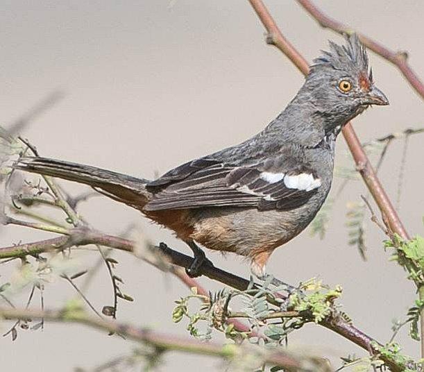 Piura: La Cortarrama, ave que continúa en peligro de extinción