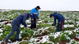 Cusco: el 95 % de cultivos se perdió en Maras, y tampoco se puede extraer su famosa sal (FOTOS)