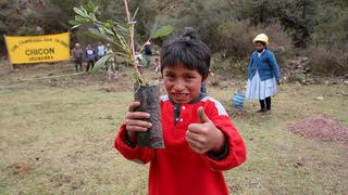 Cusco: en el Valle Sagrado de Los Incas inicia plantación de un millón de árboles 