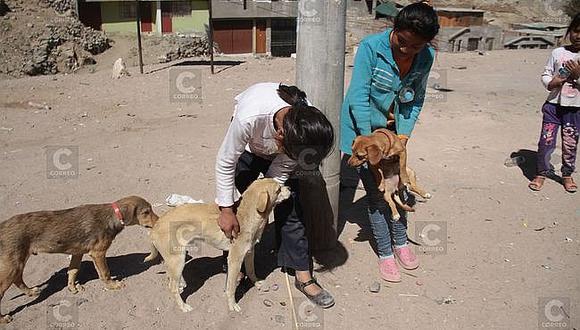Rabia canina: En Orcopampa familias solo pueden tener 2 canes