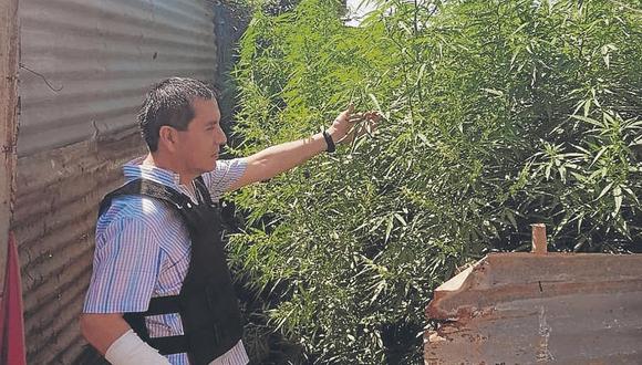 Erradican alrededor de 600 plantones de marihuana en A.H. 4 de Mayo de Castilla 