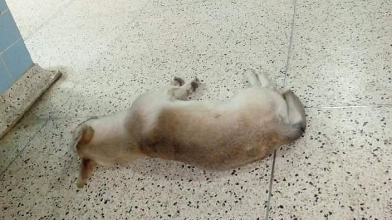 Perrito espera hace un mes a su dueño en el hospital de Huacho, pero no sabe que él falleció