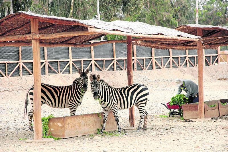 Bosque municipal solo cuenta con un guardián