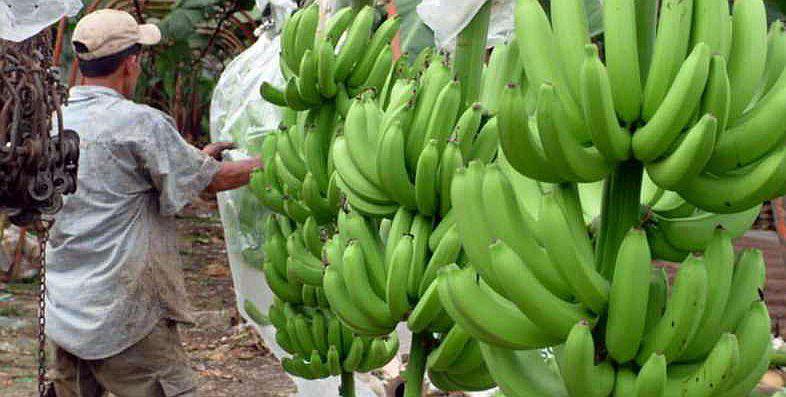 Piura: Banano orgánico sería regado con aguas servidas en Sullana